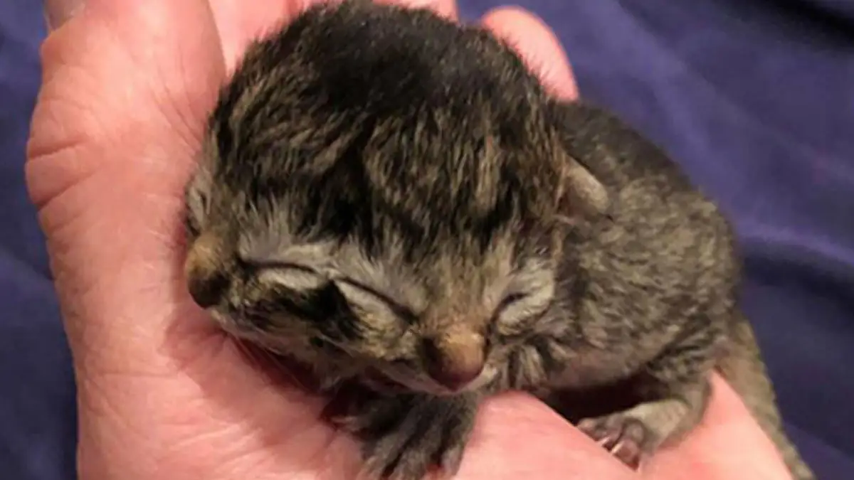 USA: Kleines Kätzchen kommt mit zwei Gesichtern auf die Welt