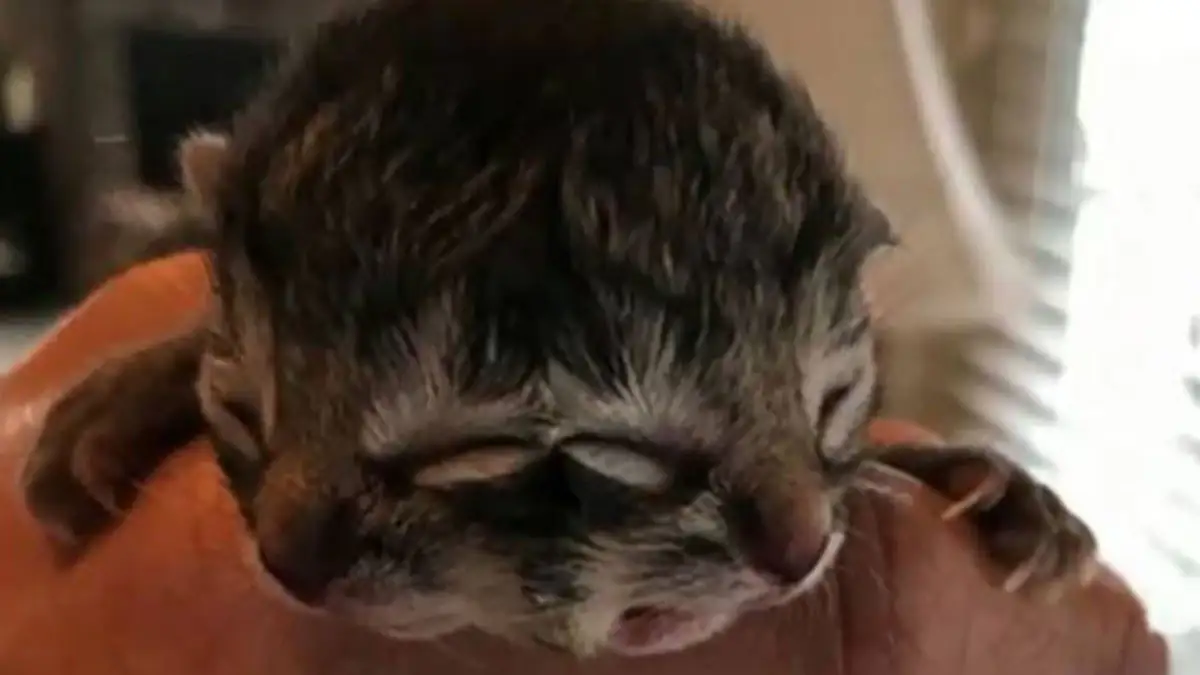 Mit zwei Gesichtern geborenes Kätzchen ist traurigerweise gestorben