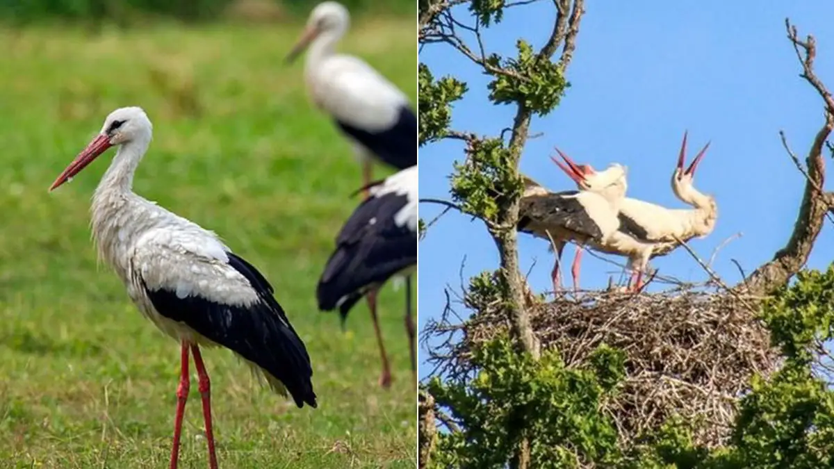 Großbritannien: Weiße Störche schlüpfen wieder das erste Mal seit 600 Jahren