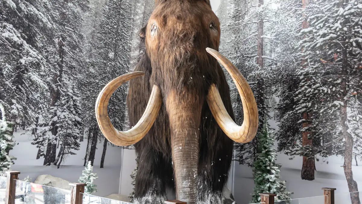 Für den Klimaschutz: Wissenschaftler wollen Mammuts wiederbeleben