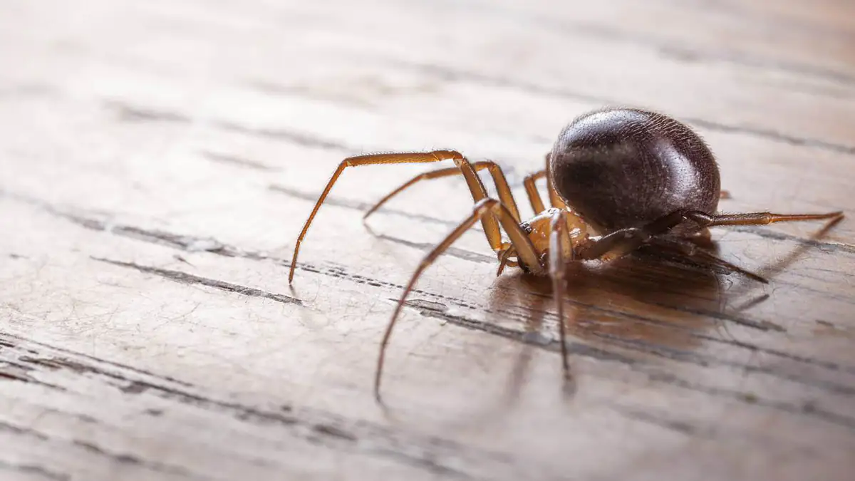 Gefährlicher Biss: Edle Kugelspinne breitet sich in Deutschland aus