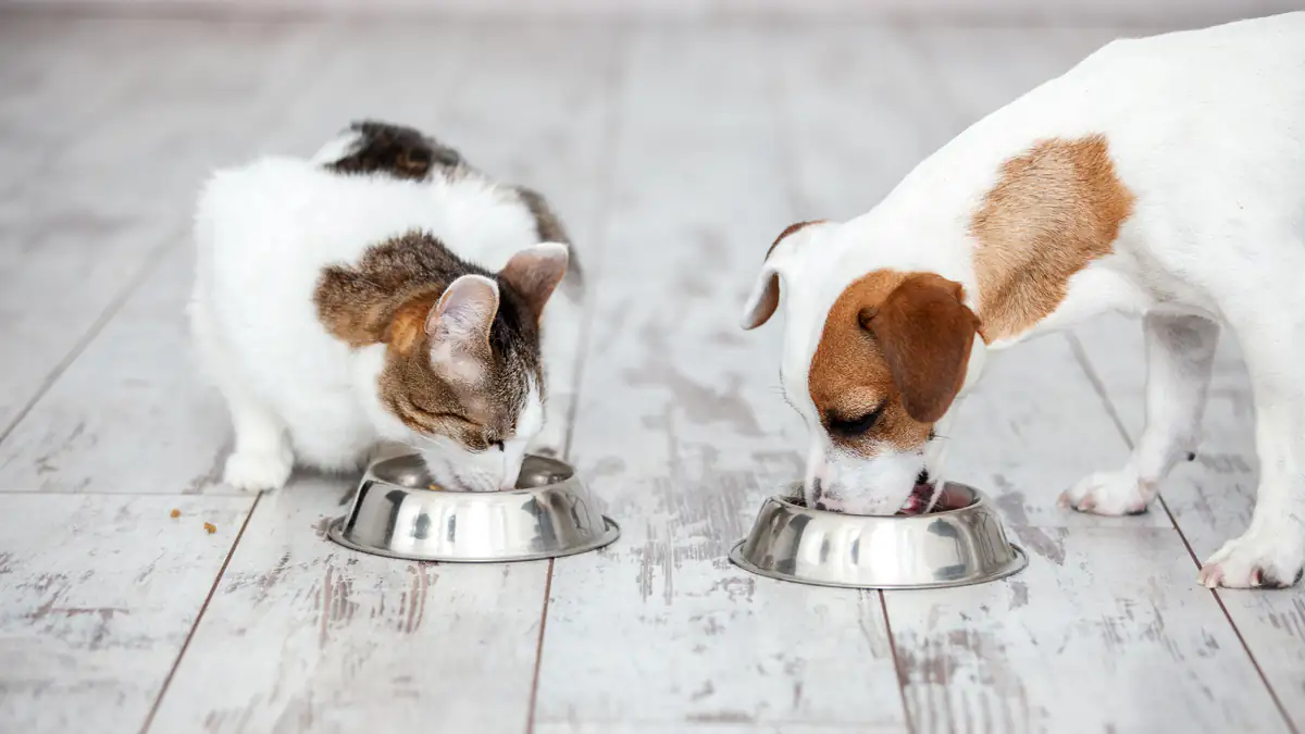 Studie: Hai-DNA in Hunde- und Katzenfutter entdeckt