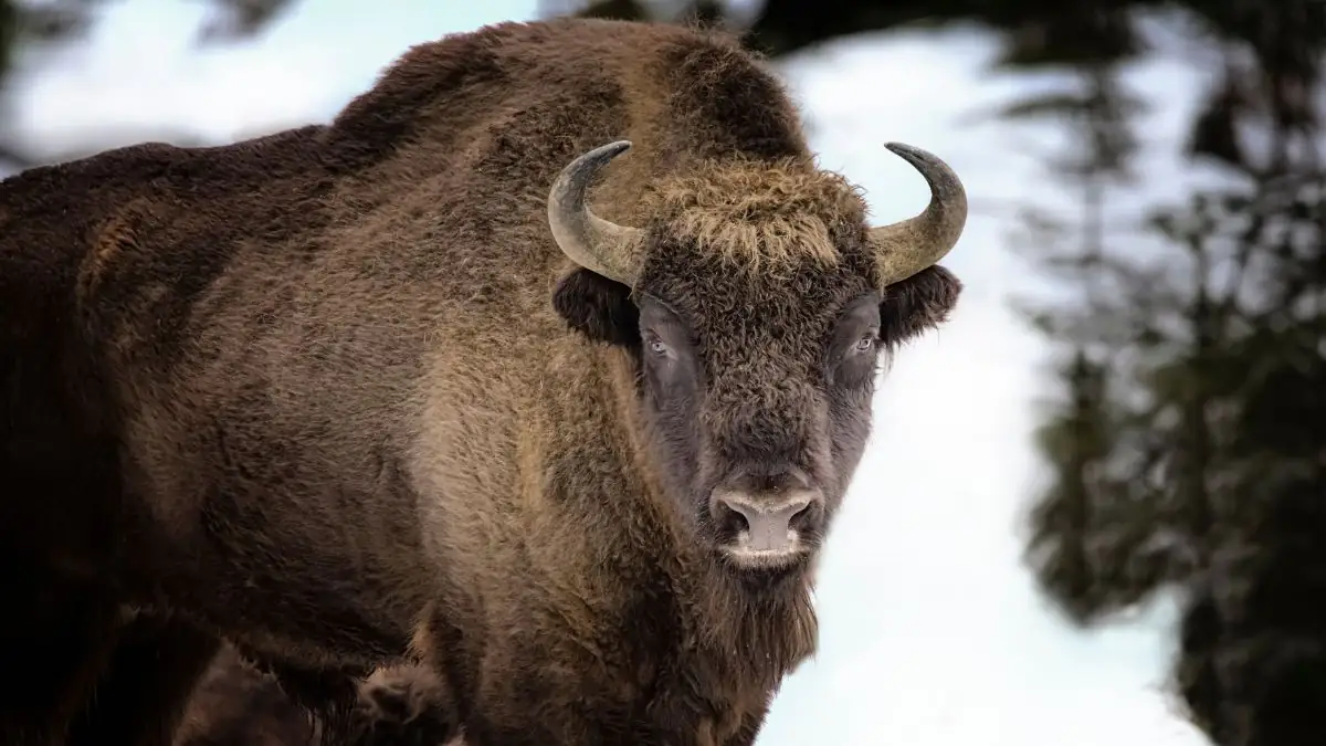 Erste Details: Frau von rasendem Bison aufgespießt