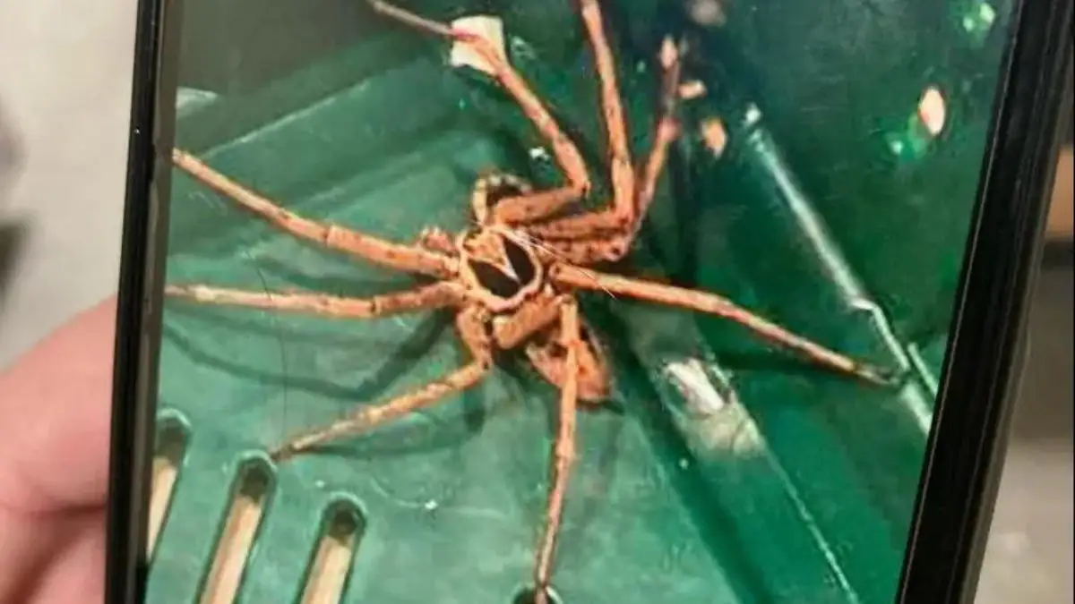 Hochgiftige Bananenspinnen auf der Flucht