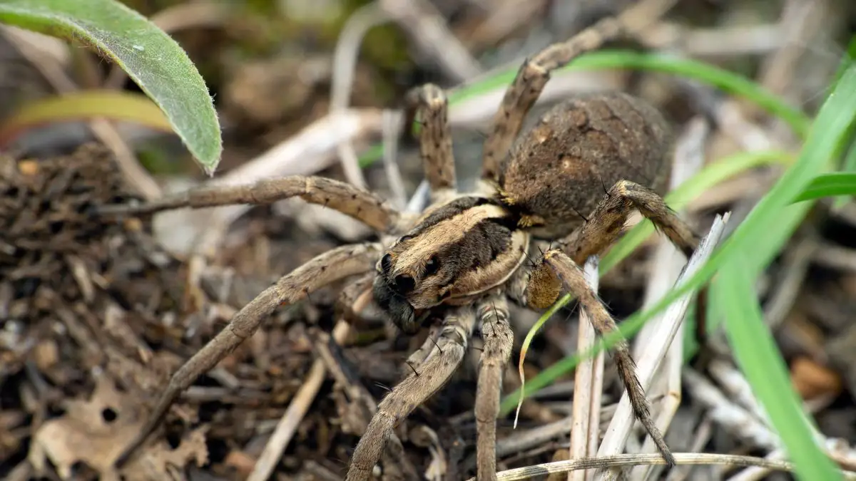 Neue Methode: Spinnen werden wiederbelebt und in „Necrobots“ verwandelt