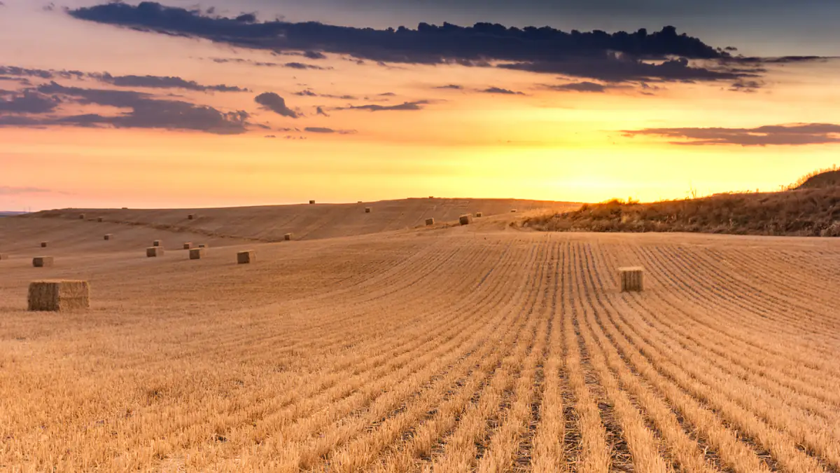 Mitten im Feld: Hakenkreuz-Skandal in Brandenburg