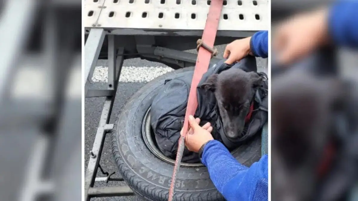 Polizei ist sprachlos: Welpen brutal auf Anhänger gespannt gefunden