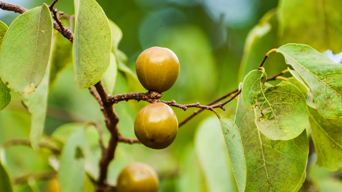 Manchinelbaum: Das macht den giftigsten Baum der Welt so gefährlich