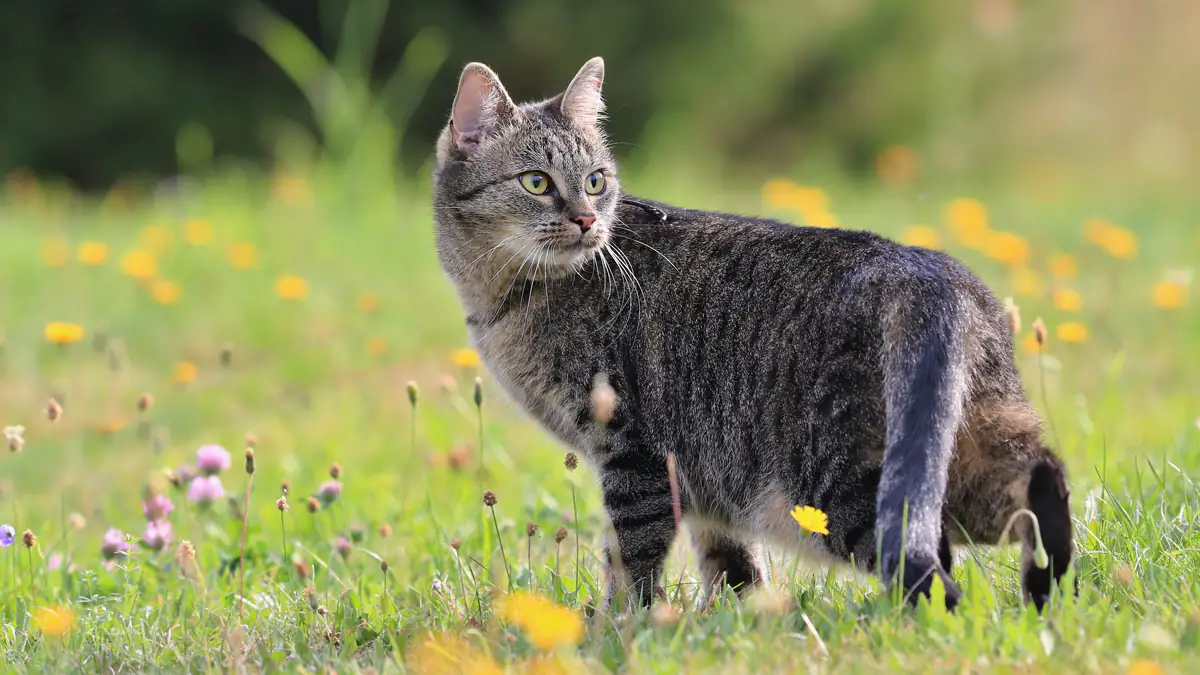Hohe Geldstrafen: Deutsche Stadt verbietet Katzen den Freigang