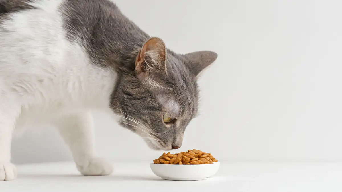 Katzenfutter verunreinigt: Hersteller startet große Rückrufaktion