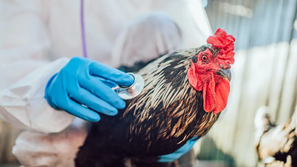 Gefahr durch Vogelgrippe: EU bestellt 665.000 Impfdosen