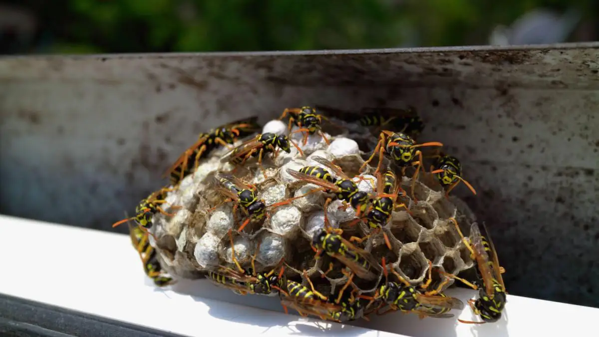 Wespennest im Rolladenkasten