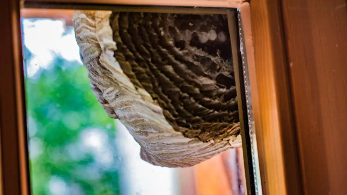 Wespennest entfernen