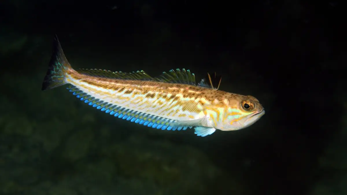 Petermännchen im dunklen Wasser