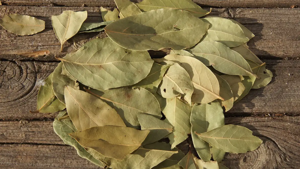 Viele Lorbeerblätter auf einem Haufen
