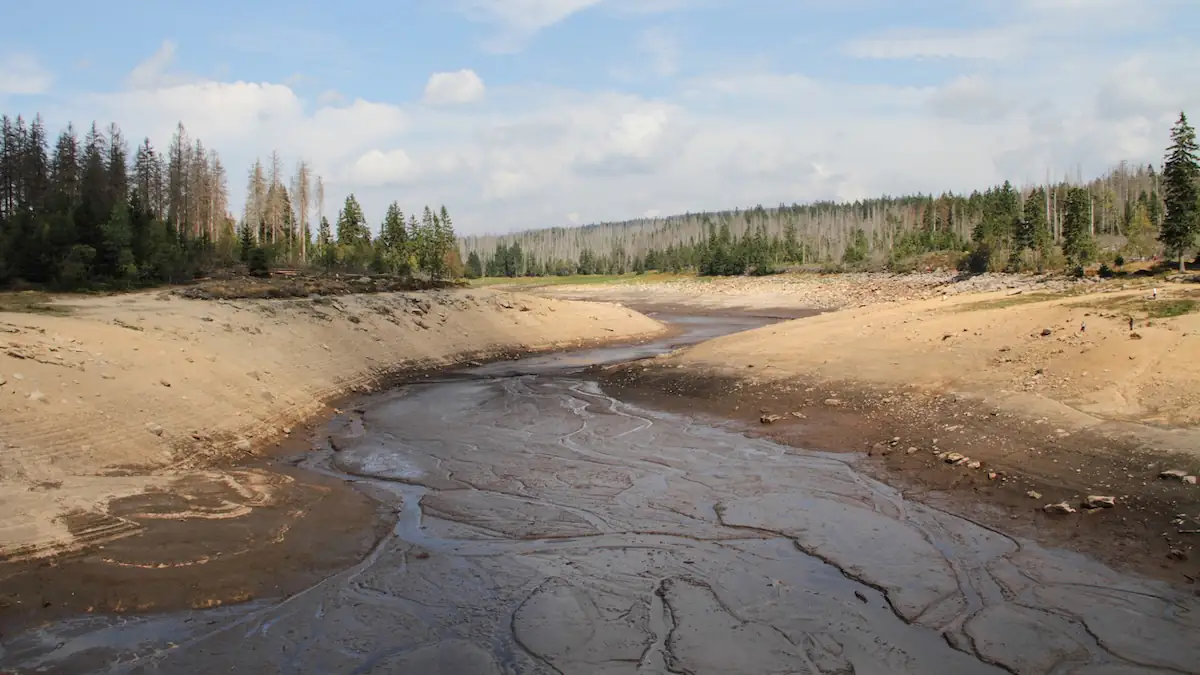 Wasserknappheit: Ausgetrockneter Flusslauf vor Wald