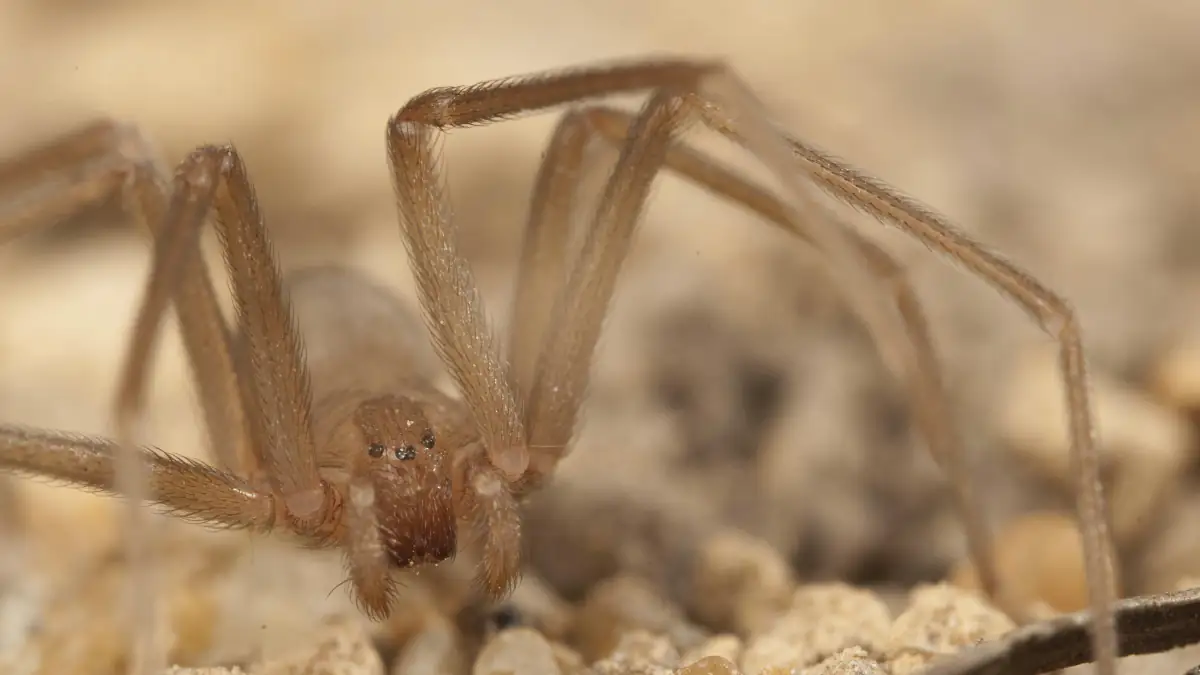 Gefährliche Spinne in Deutschland entdeckt: Uni Tübingen muss handeln