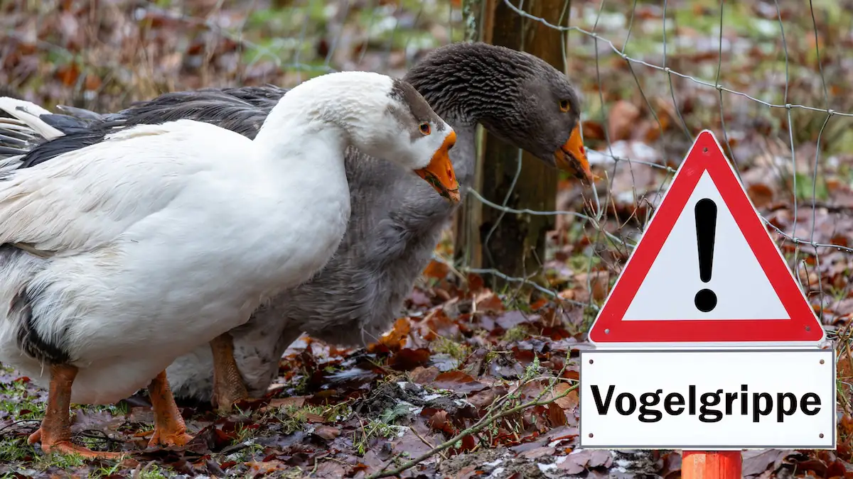 Vogelgrippe-Viren Beispielbild: EIn Warnschild vor zwei Hühnern
