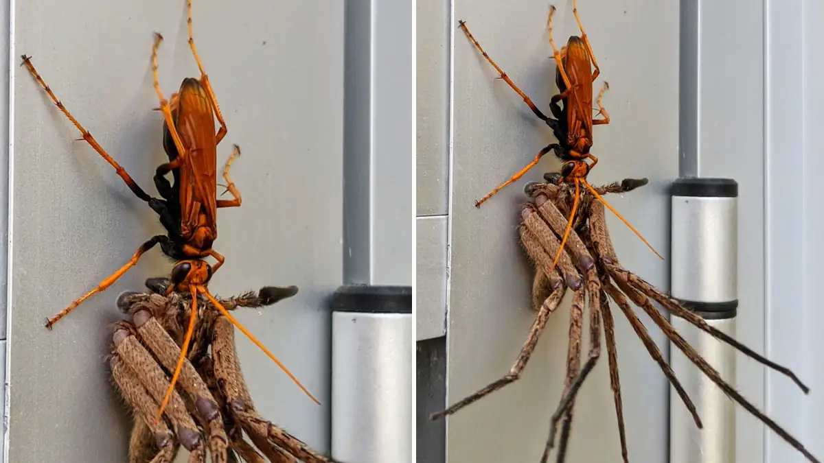 Australien: Tarantulafalke verspeist Riesenkrabbenspinne