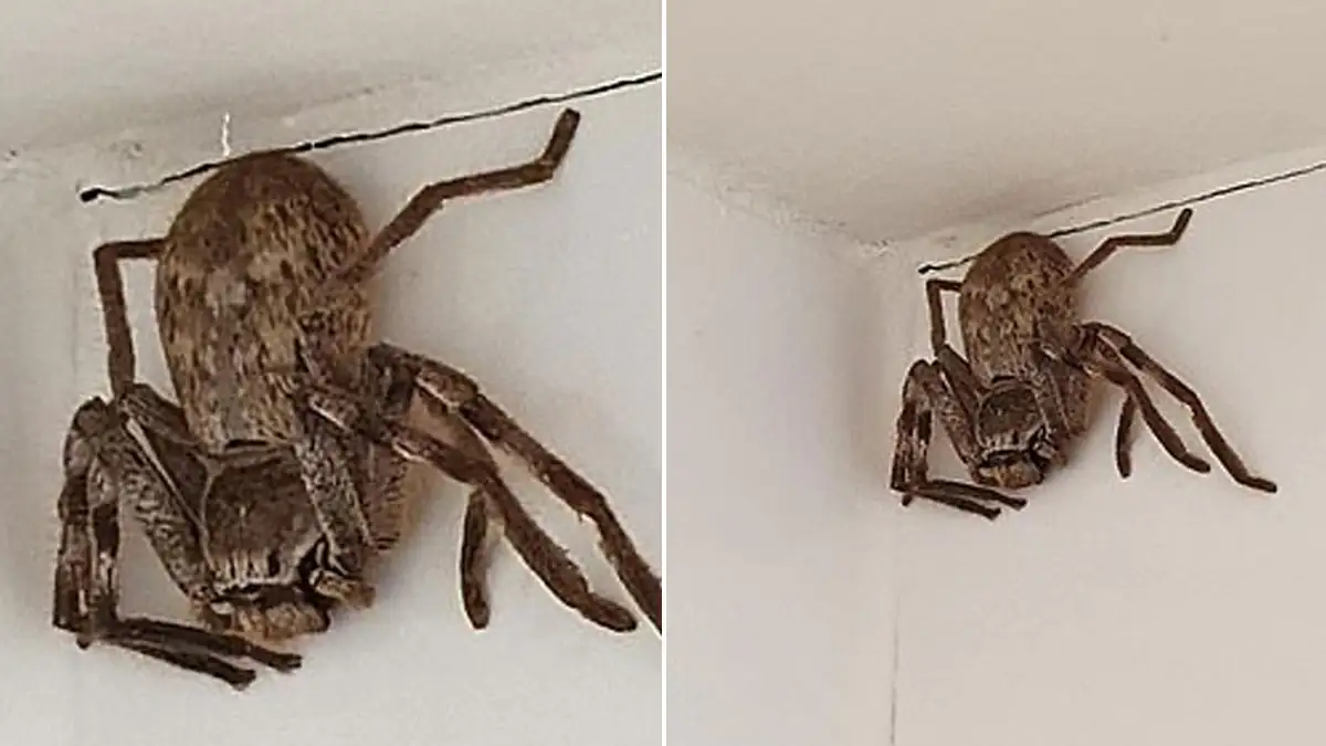 Frau entdeckt eine Monster-Spinne in der Dusche