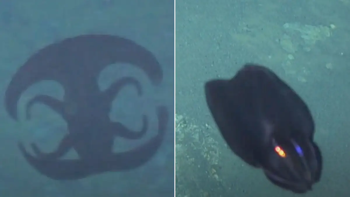 Seltsam aussehende Kreatur wechselt ihre Gestalt