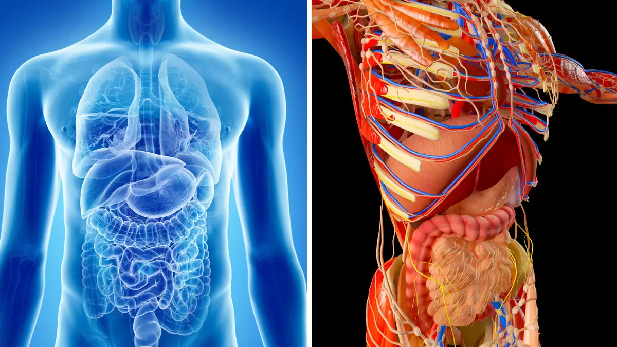 9 Fakten über deinen Körper