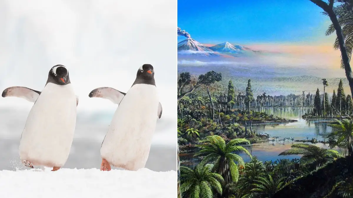 Antarktis: Vor 90 Millionen Jahren gab es einen Regenwald