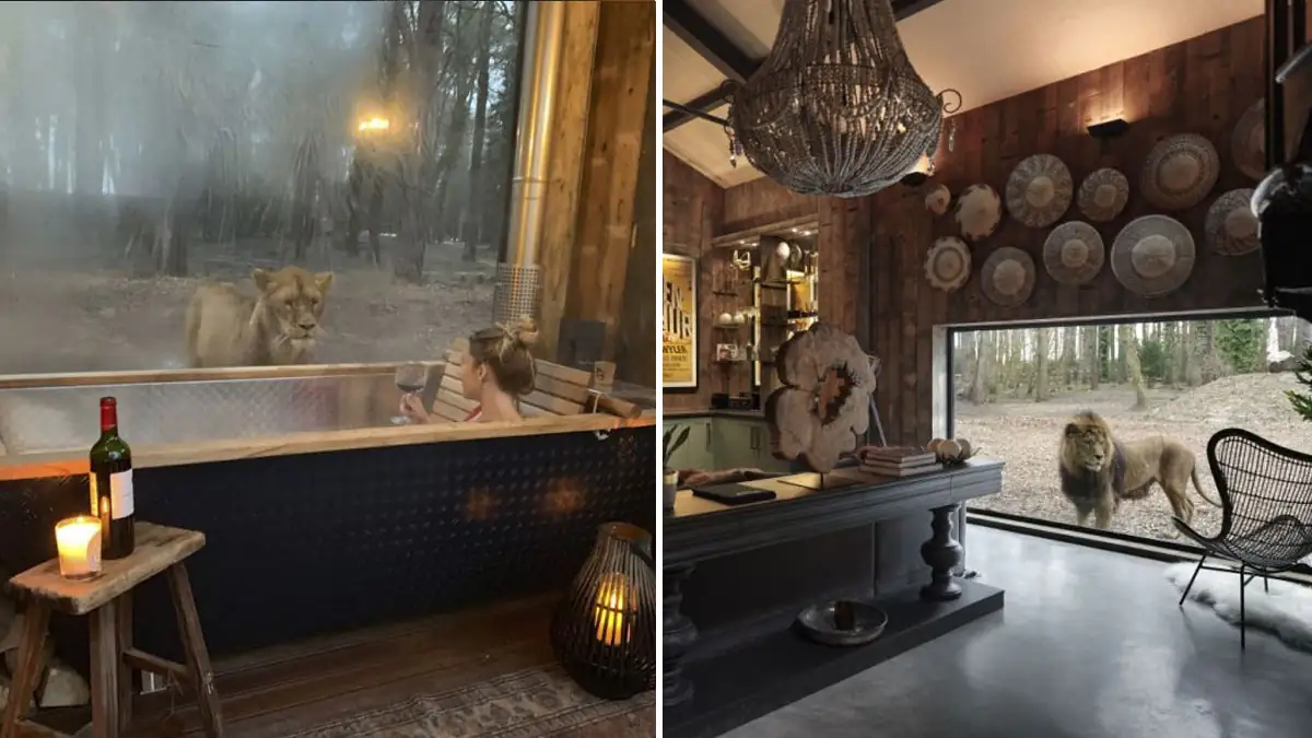 Port Lympne Hotel: Hotel bietet den Gästen die Möglichkeit, mit „Löwen zu schlafen“