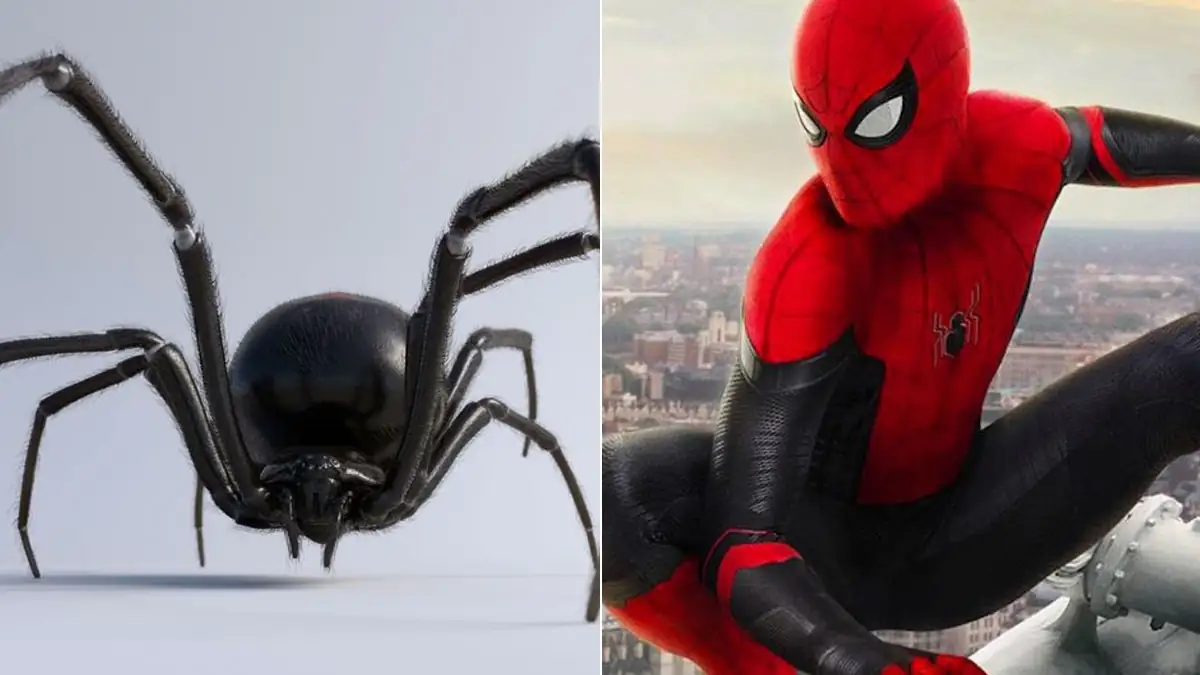 Drei Jungen lassen ich von tödlicher Spinne beißen, damit sie Superkräfte wie „Spider-Man“ erhalten