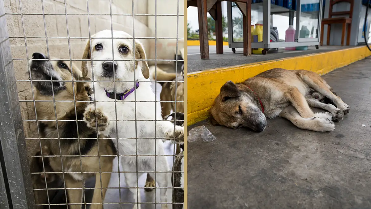 Tierquäler in den USA müssen ab sofort für bis zu 7 Jahre ins Gefängnis