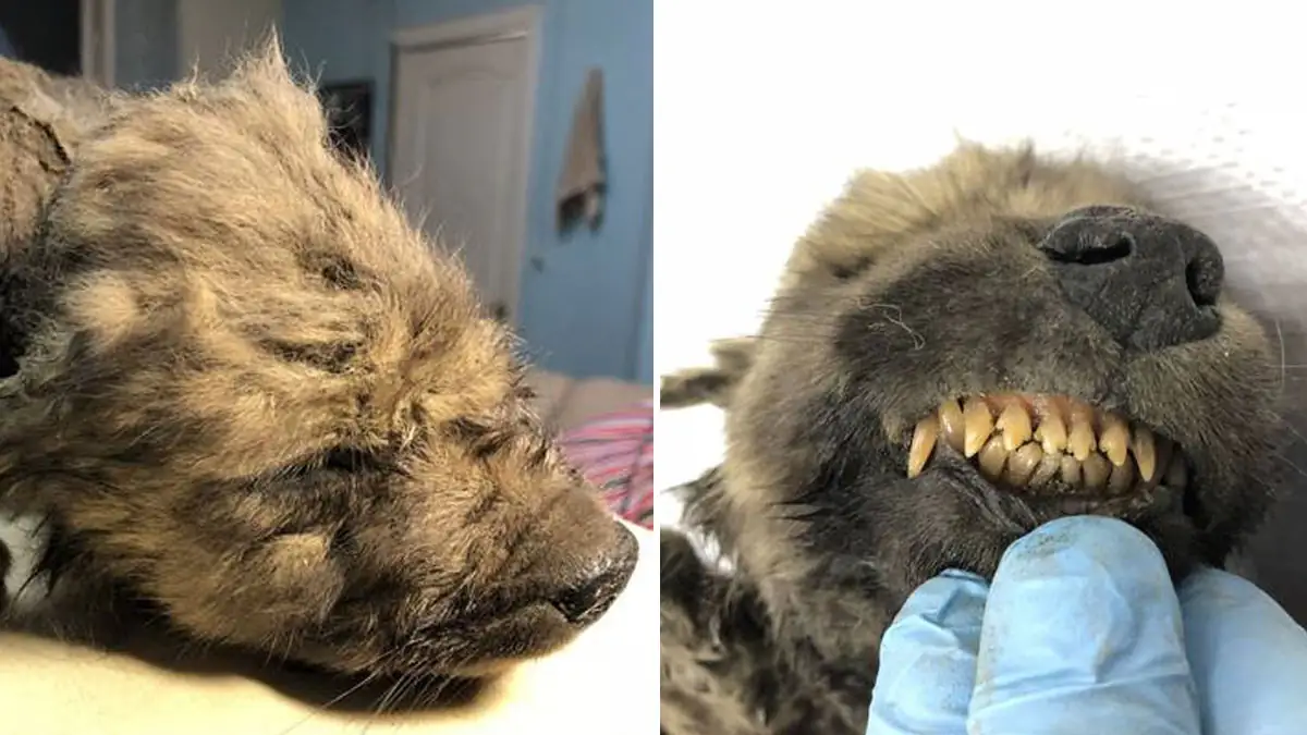 18.000 Jahre alter Welpe könnte der „älteste Hund“ der Welt sein