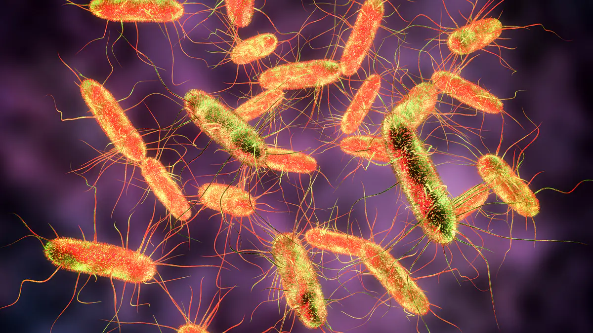 Produktrückruf: Salmonellen in Gewürzen entdeckt