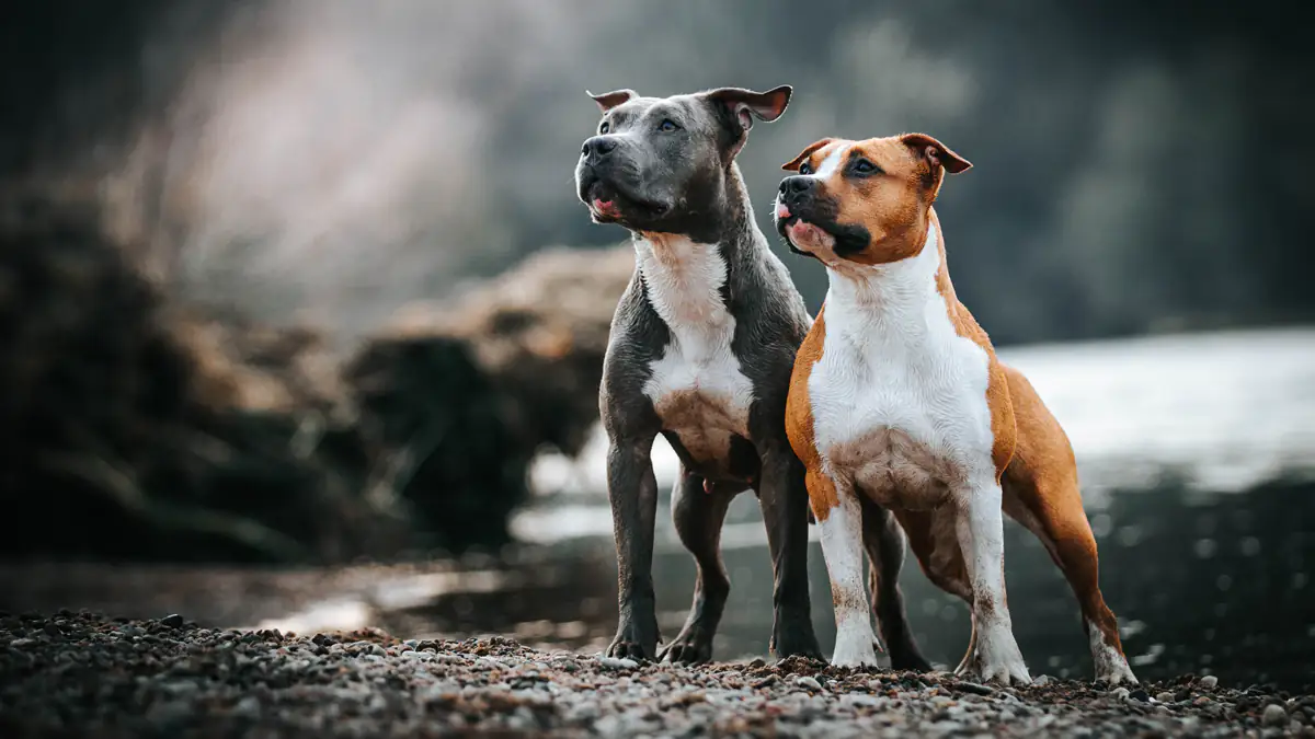 Neue Hundeverordnung: So sorgt die Bundesregierung jetzt für das Wohl der Tiere
