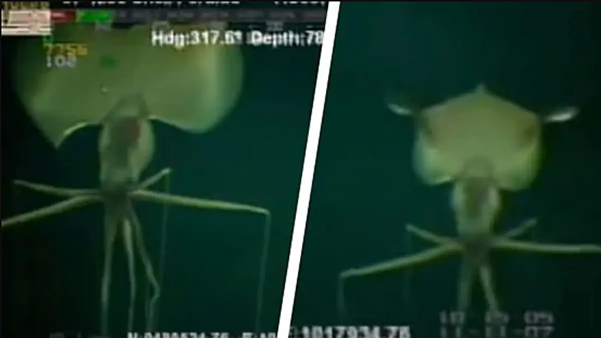 „Lasst ihn unentdeckt“: TikToker bitten Wissenschaftler ihre Arbeit einzustellen