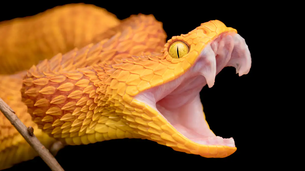 Gefährliche Post: Münchner schickt Giftschlangen quer durch Europa