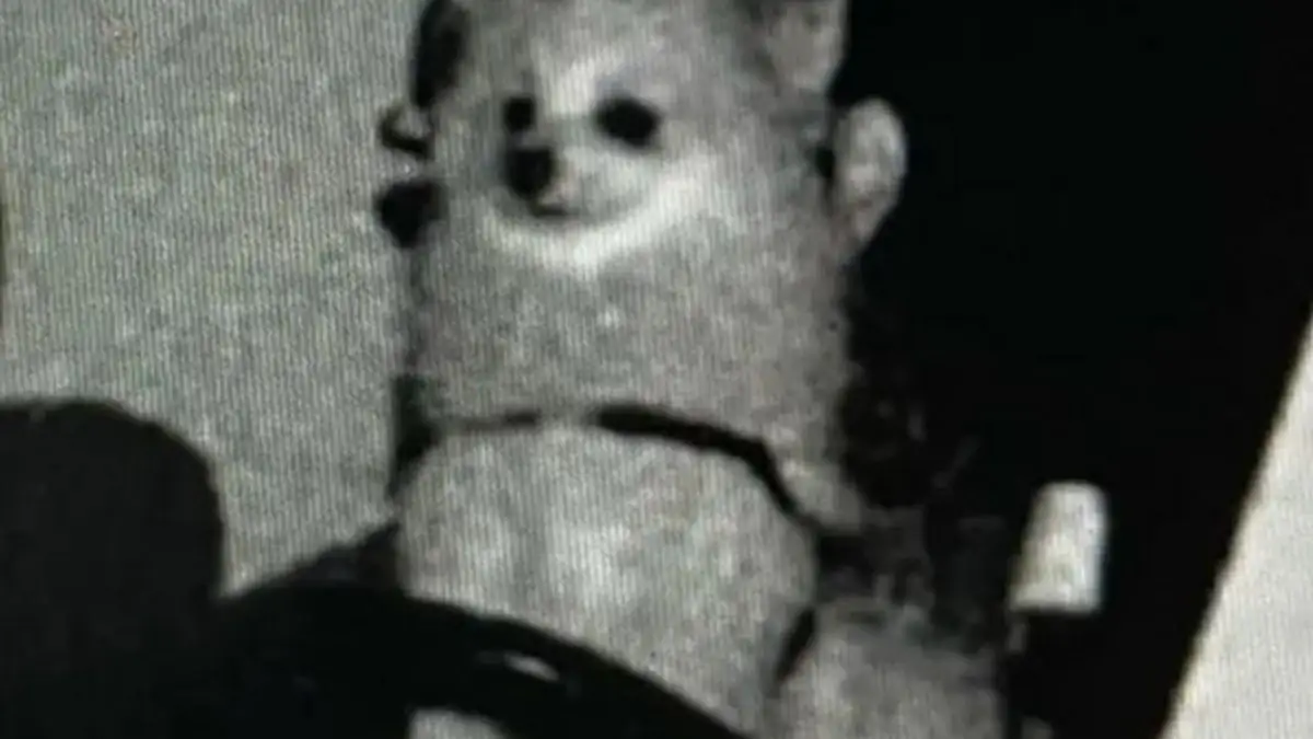 Verrücktes Blitzerfoto: Hund auf Fahrersitz erwischt