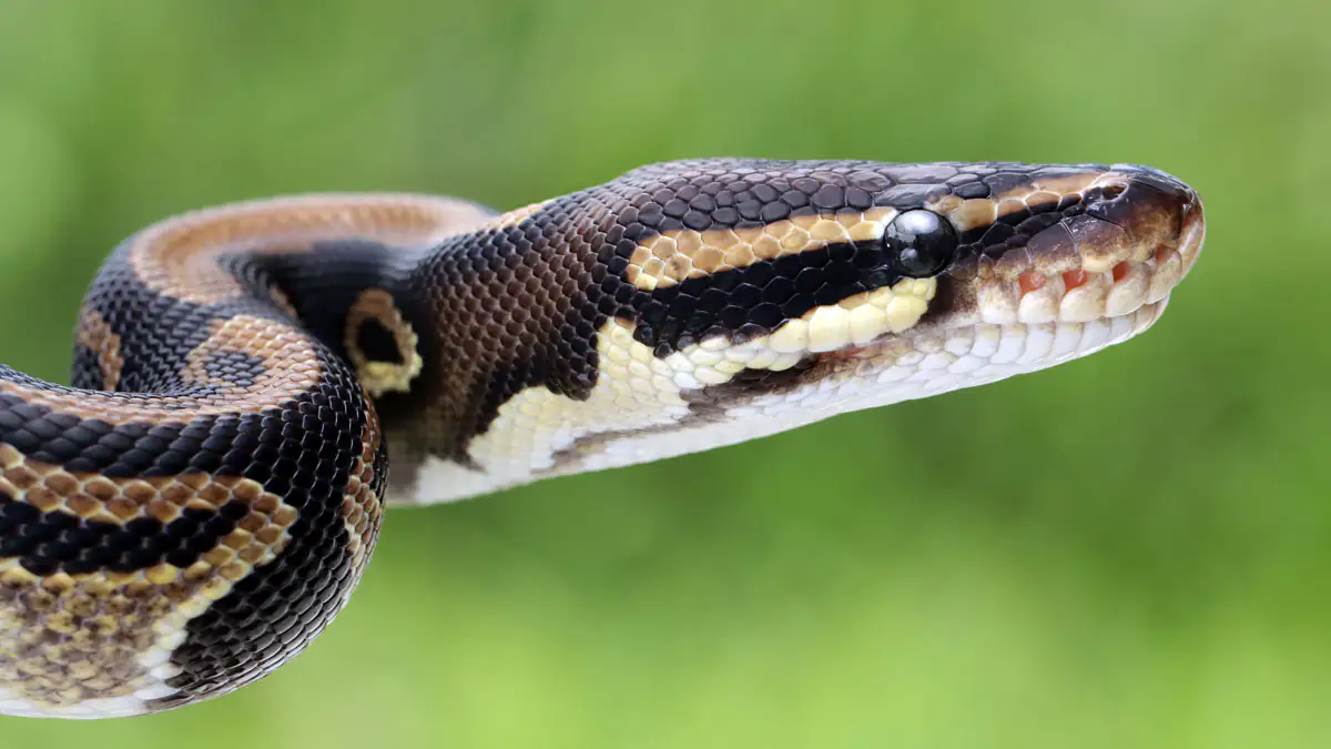 Drama in Indonesien: Frau wird aus Monster-Phyton geschnitten