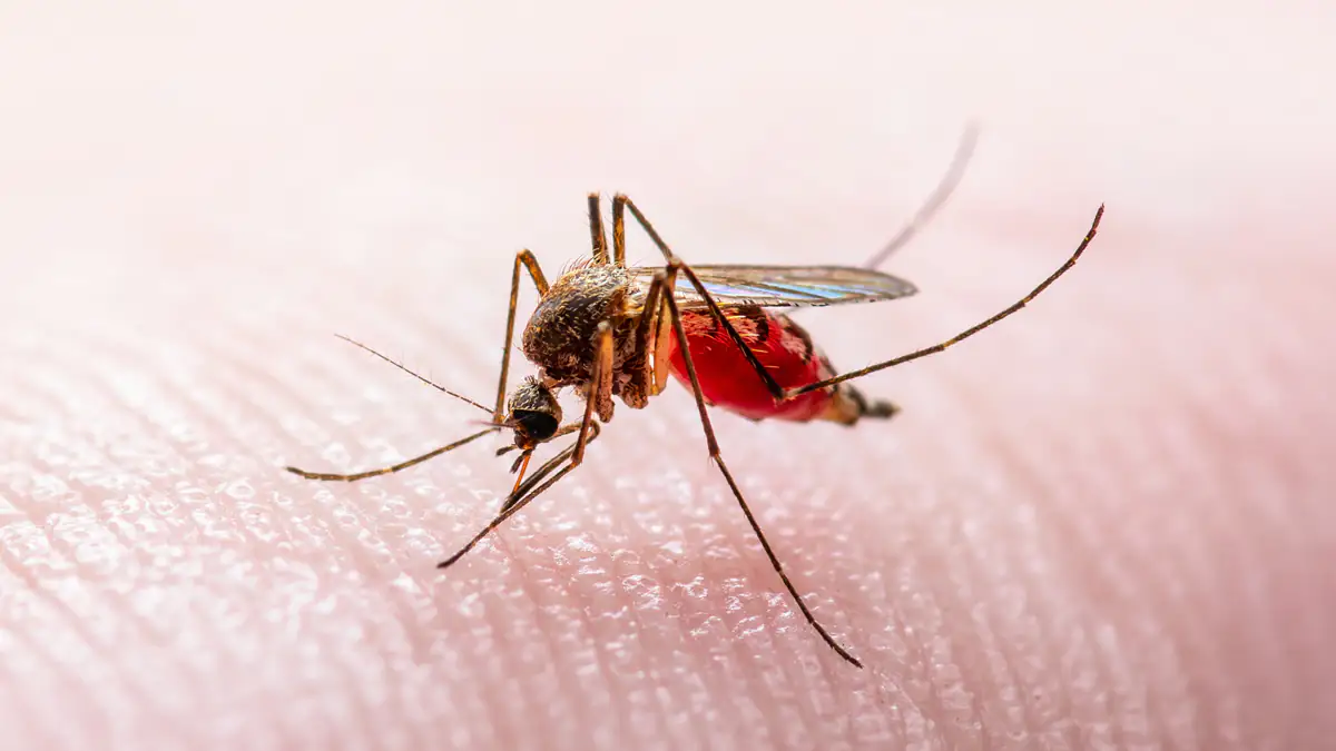 West-Nil-Virus breitet sich in Deutschland aus