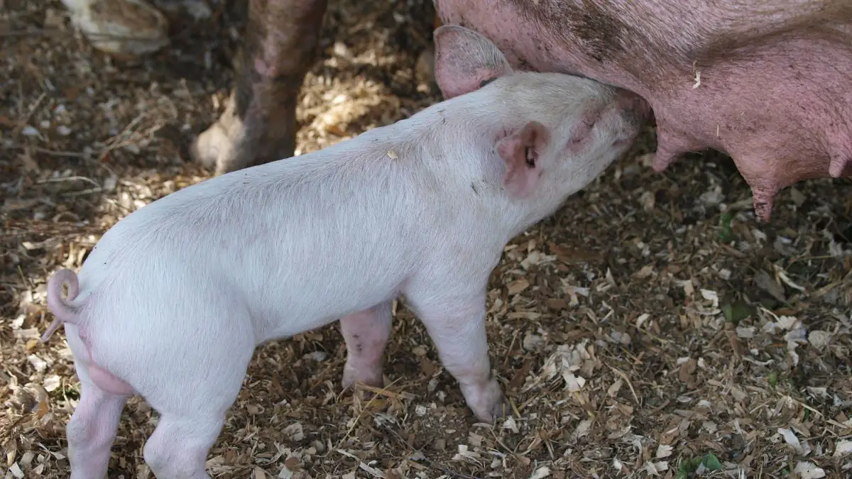 Großer Durchbruch: Erstes geklontes Schwein gelungen