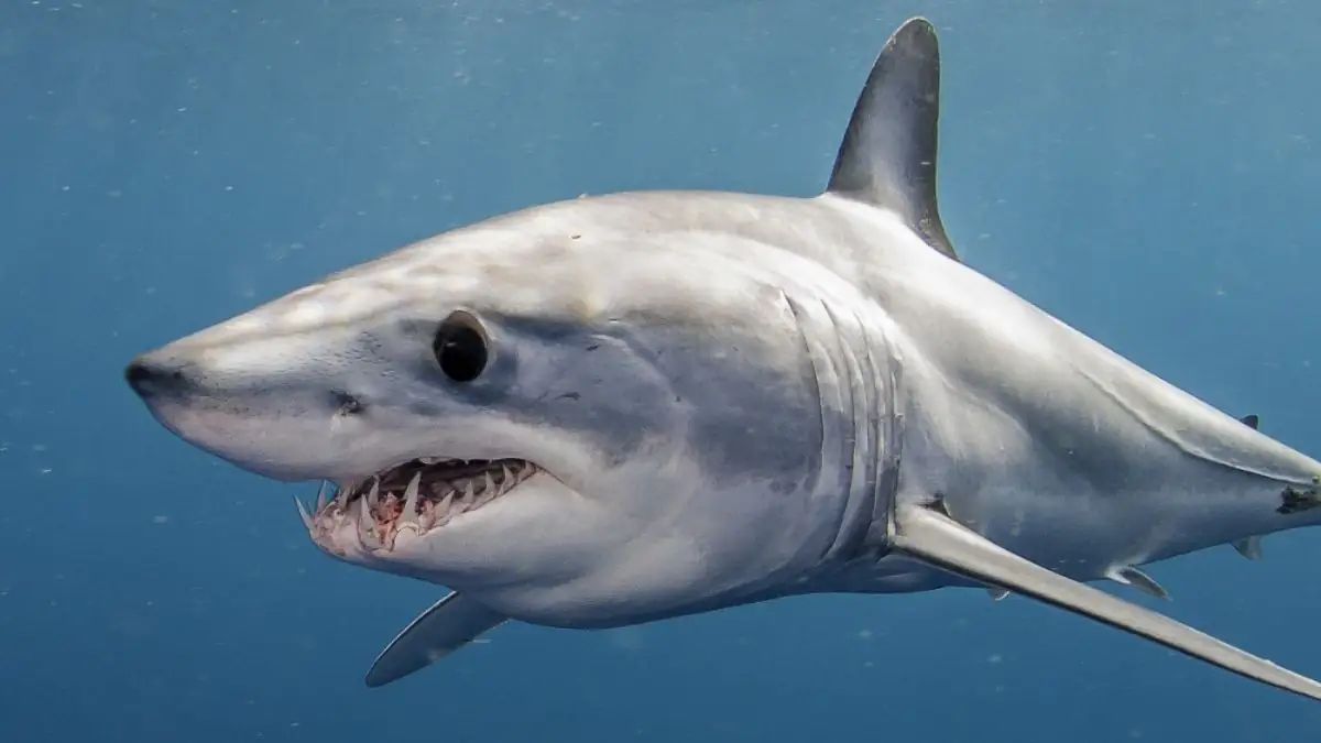 Grünen-Politikerin stirbt nach Hai-Angriff