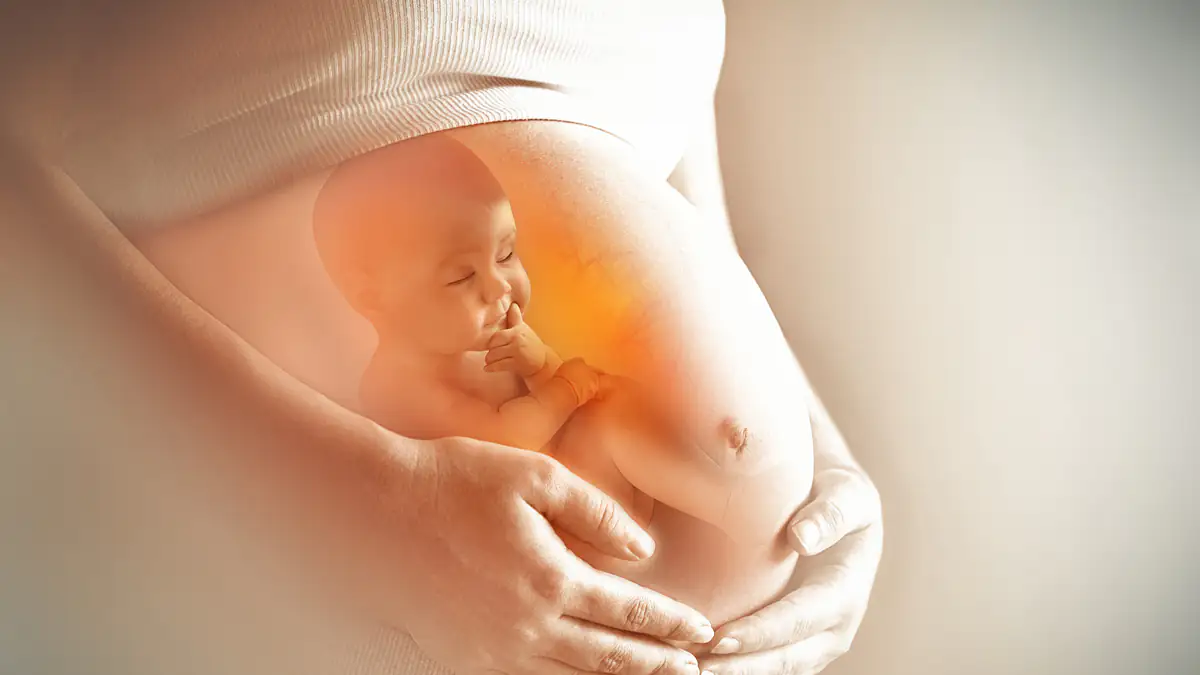 Wissenschaftler haben künstlichen Embryo erschaffen