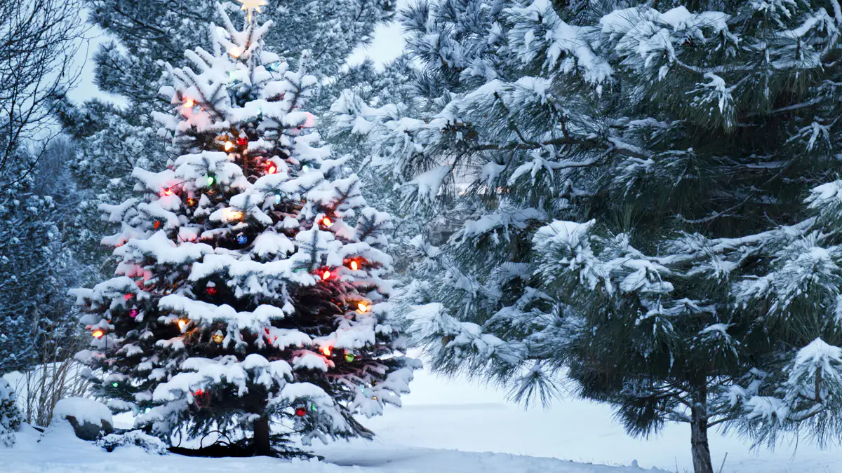 Frohe Weihnachten! Sprüche für die Weihnachtskarten