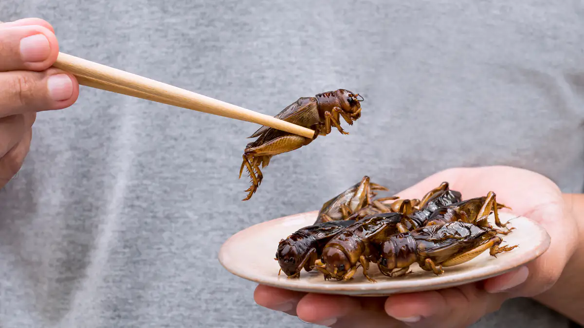 In diesen Lebensmitteln sind schon jetzt Insekten enthalten