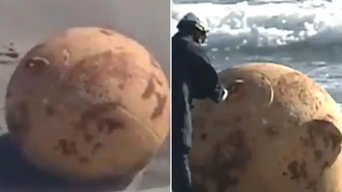 Mysteriöses Objekt an Japans Küste identifiziert