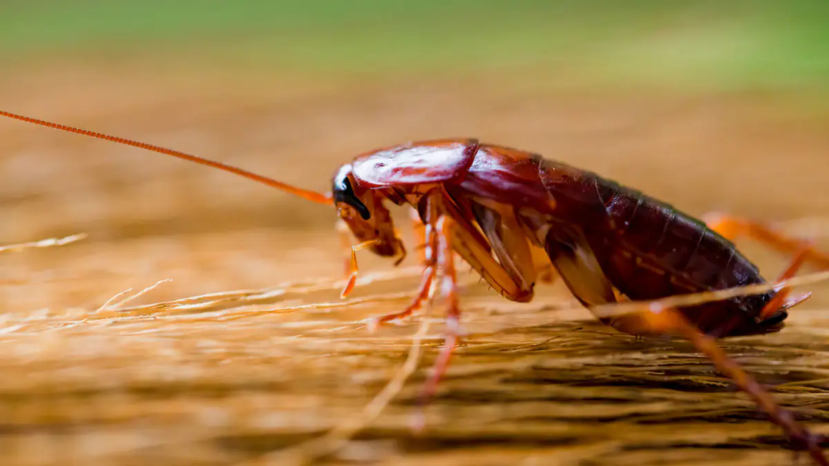 Zum Valentinstag: In diesem Zoo kann man Kakerlaken nach Ex-Partnern benennen lassen