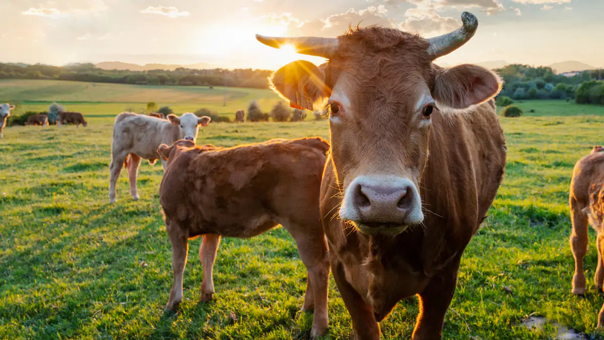 Indien: Fliegende Kuh tötet Mann beim Pinkeln
