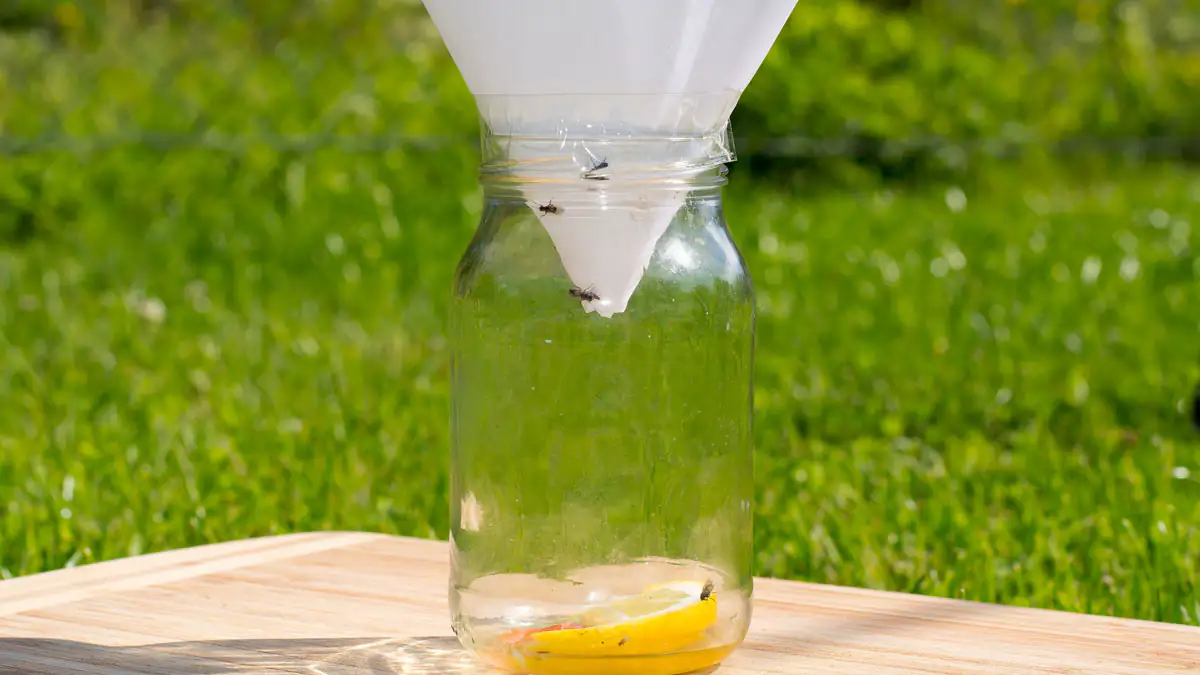 Fruchtfliegenfalle selber machen – so geht’s