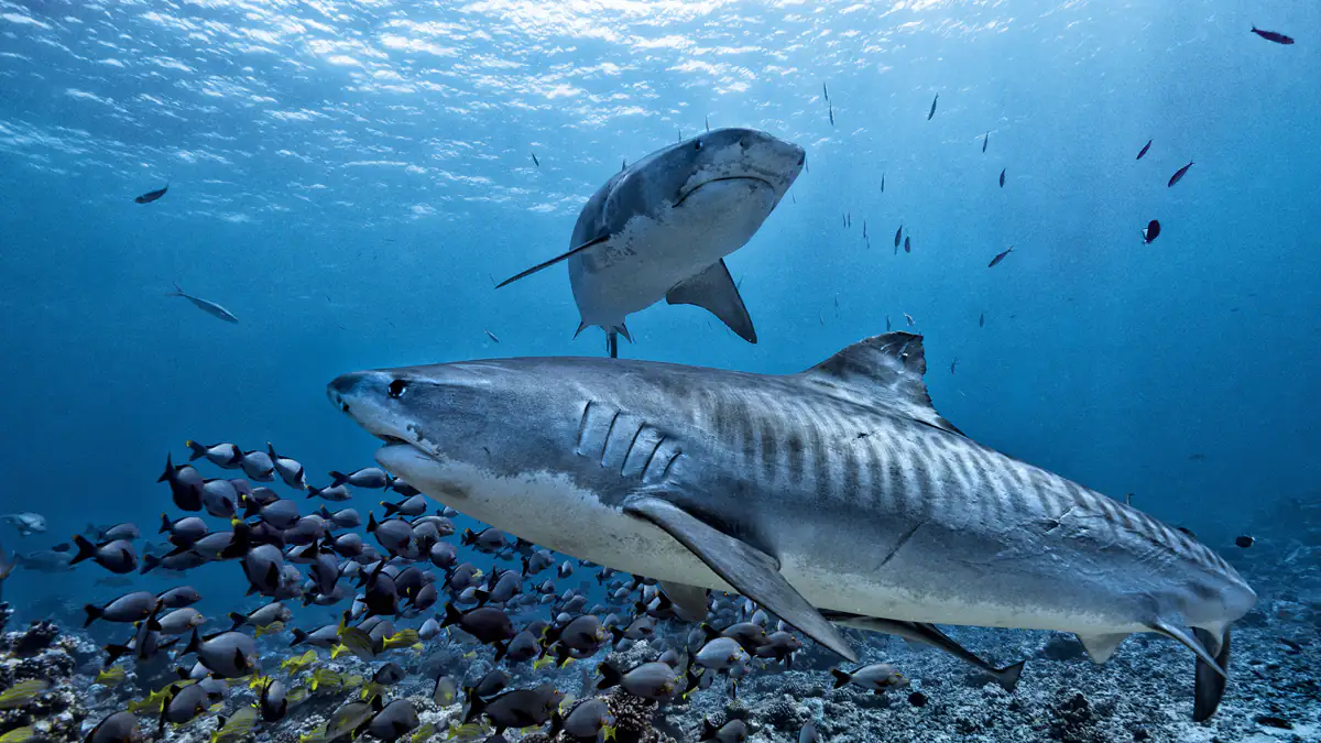 Hai-Alarm an Spaniens Stränden: Was Urlauber wissen müssen
