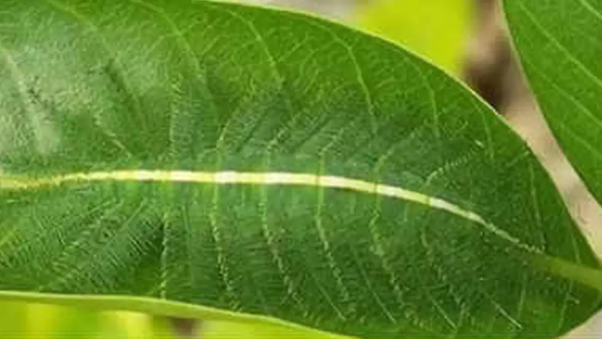 Nur 2% sehen es: Was versteckt sich auf dem Blatt?