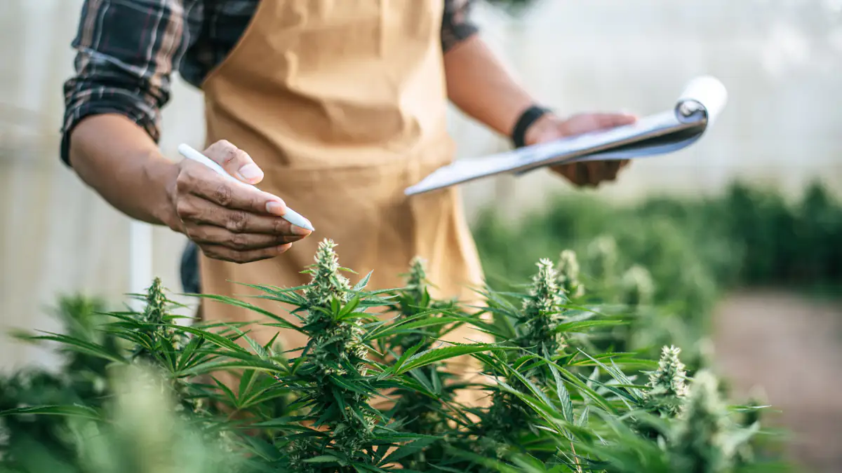 Cannabis-Legalisierung: So soll der Verkauf in Deutschland ablaufen